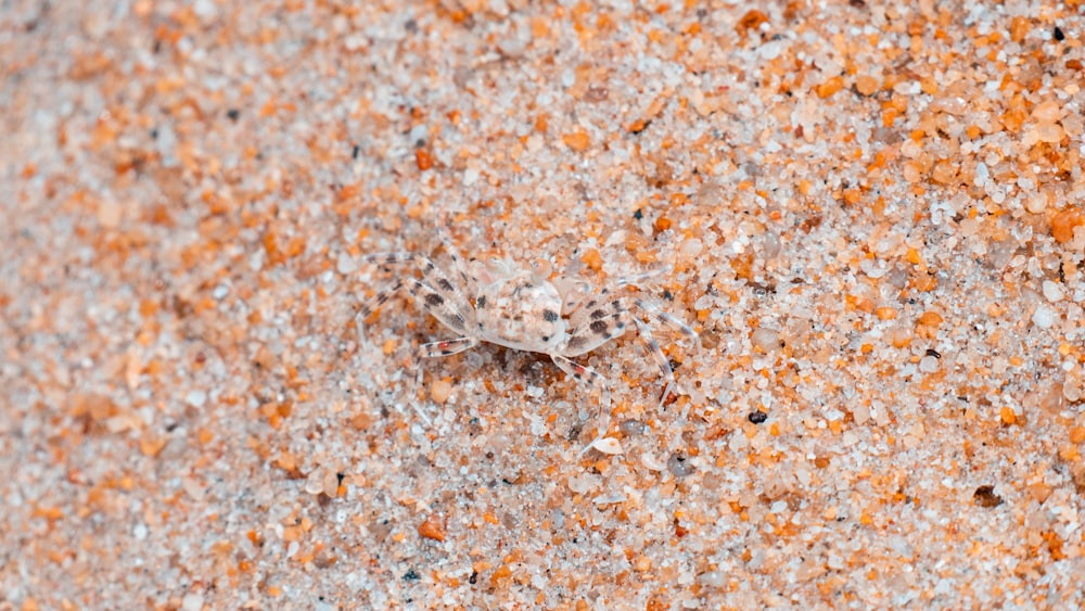 a bug crawling on the ground in the sand