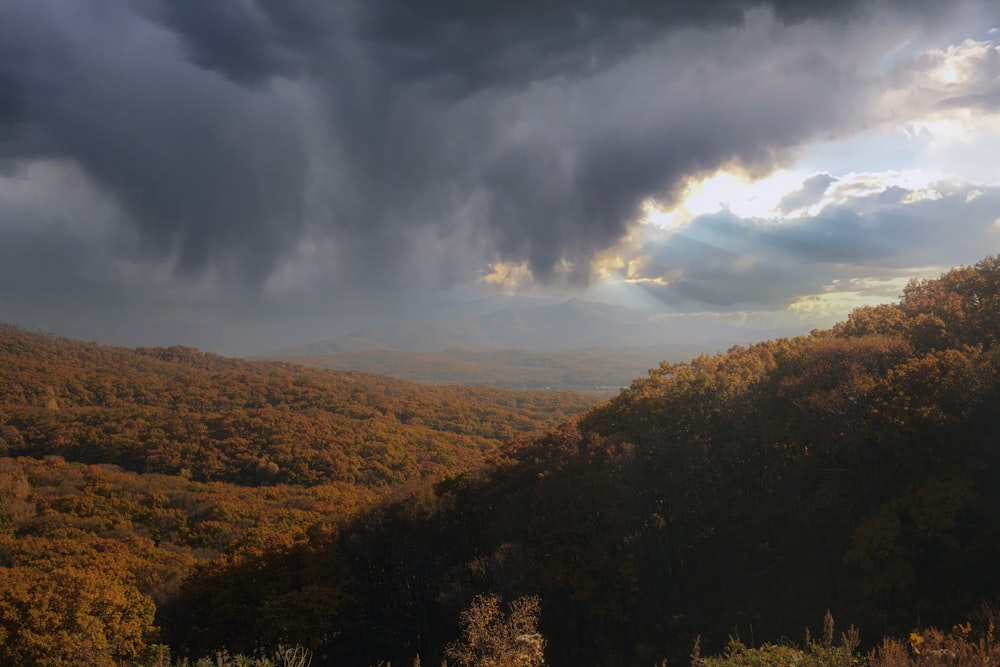 a view of a valley with a lot of trees in the background