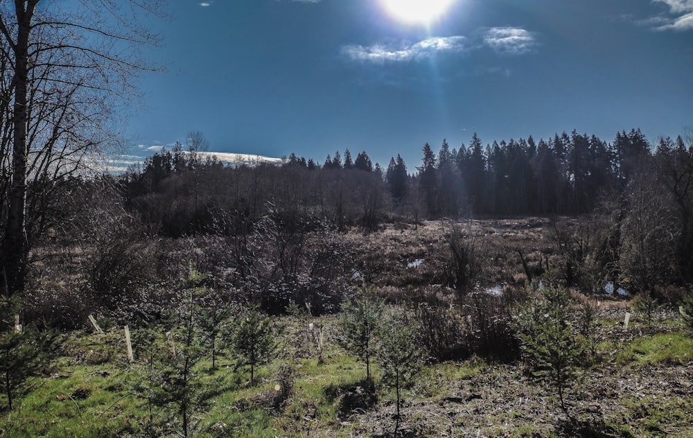 the sun shines brightly over a grassy field