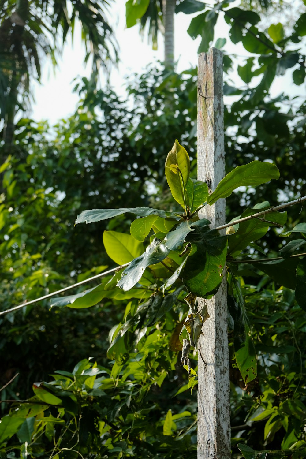 um poste de madeira com uma planta crescendo sobre ele