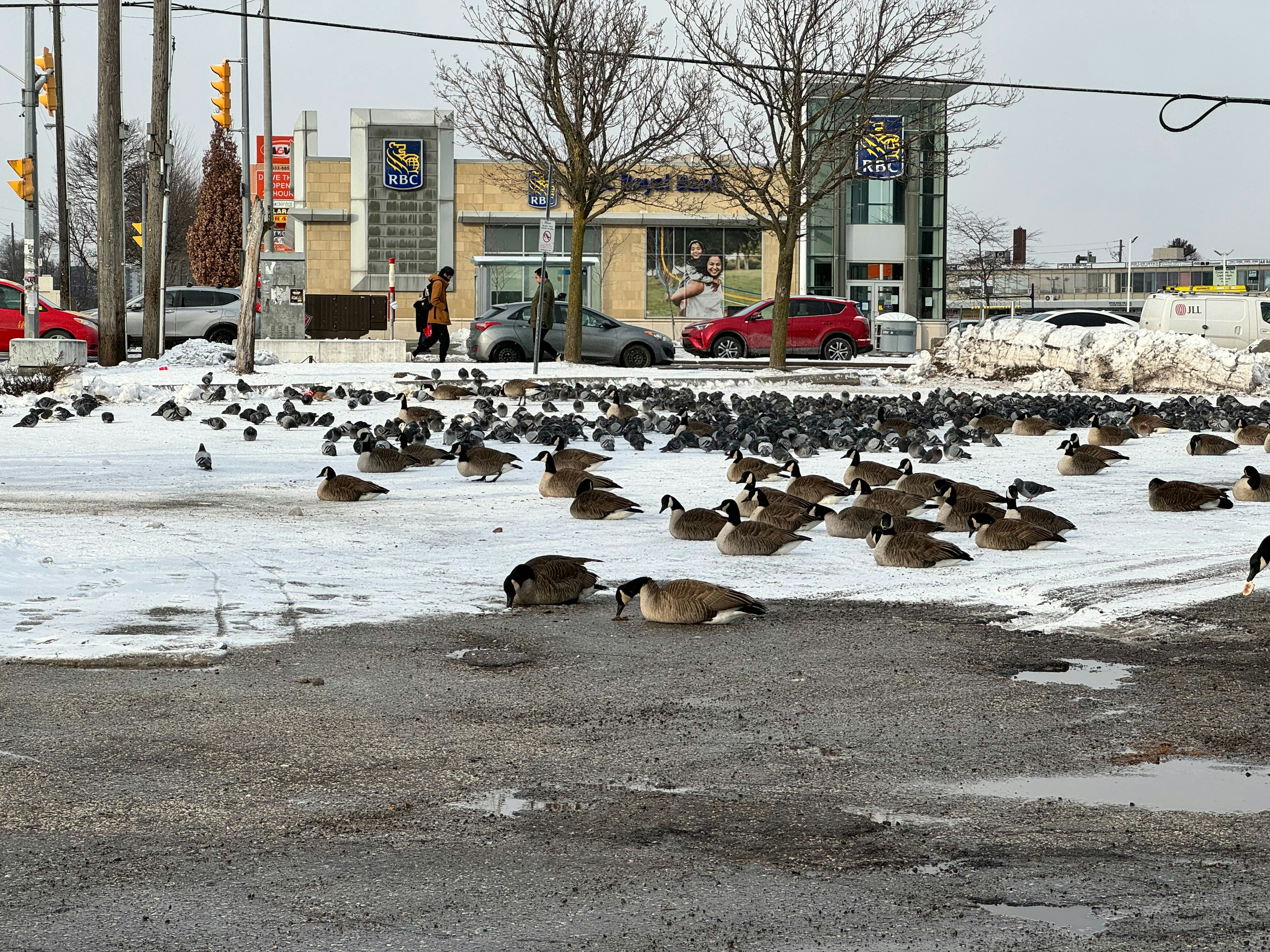 a flock of birds standing on top of a snow covered ground
