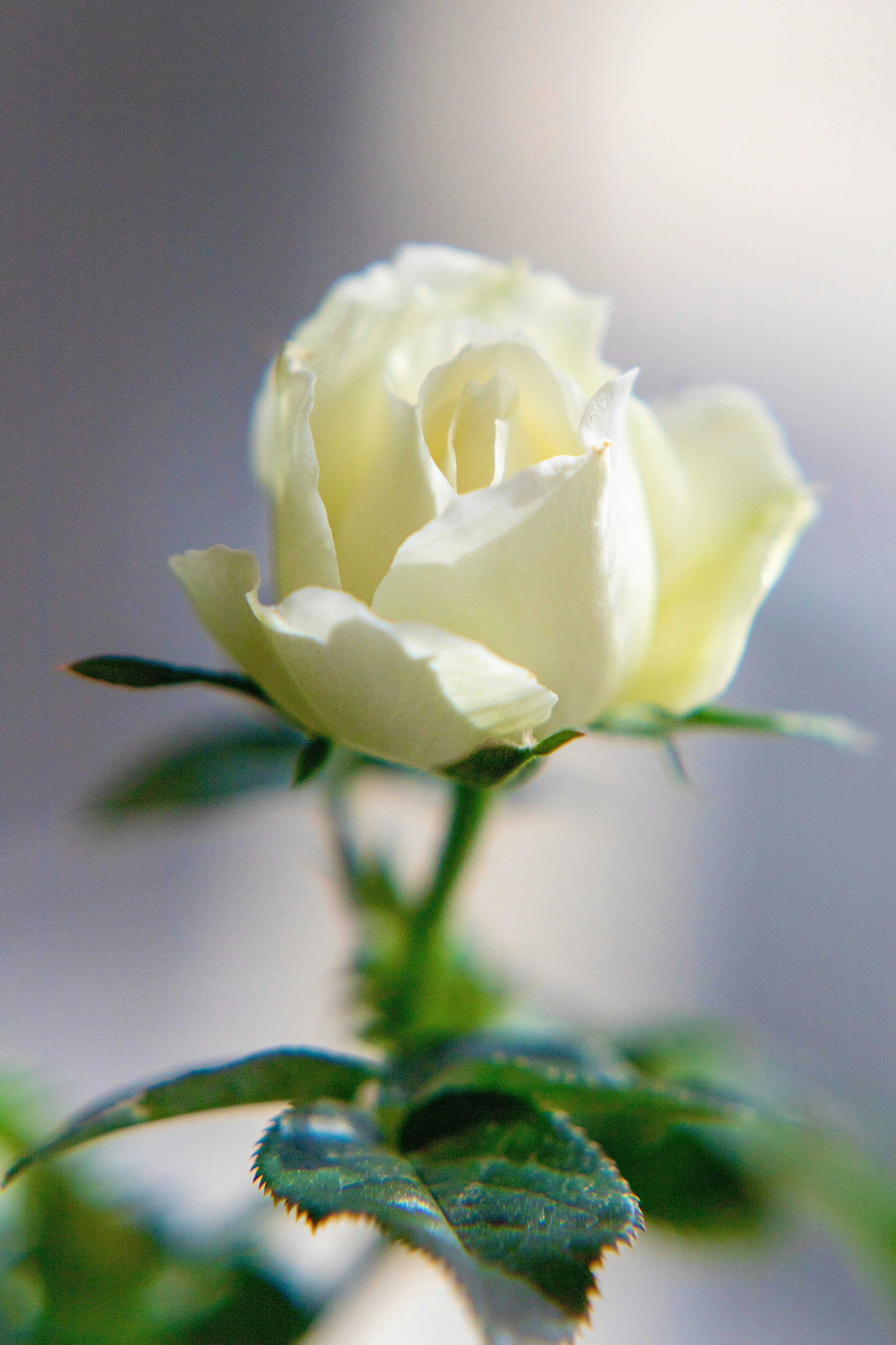 Foto ravvicinata della carta da parati digitale rosa bianca foto – Immagine  gratis di Fiore su Unsplash, image size:3000x4500