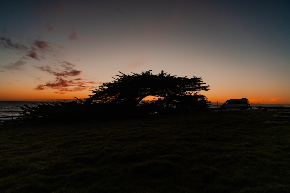 a tree that is sitting in the grass