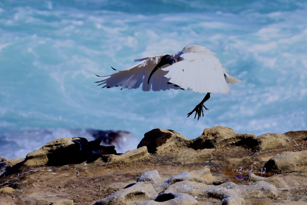 a white bird flying over a rocky beach next to the ocean