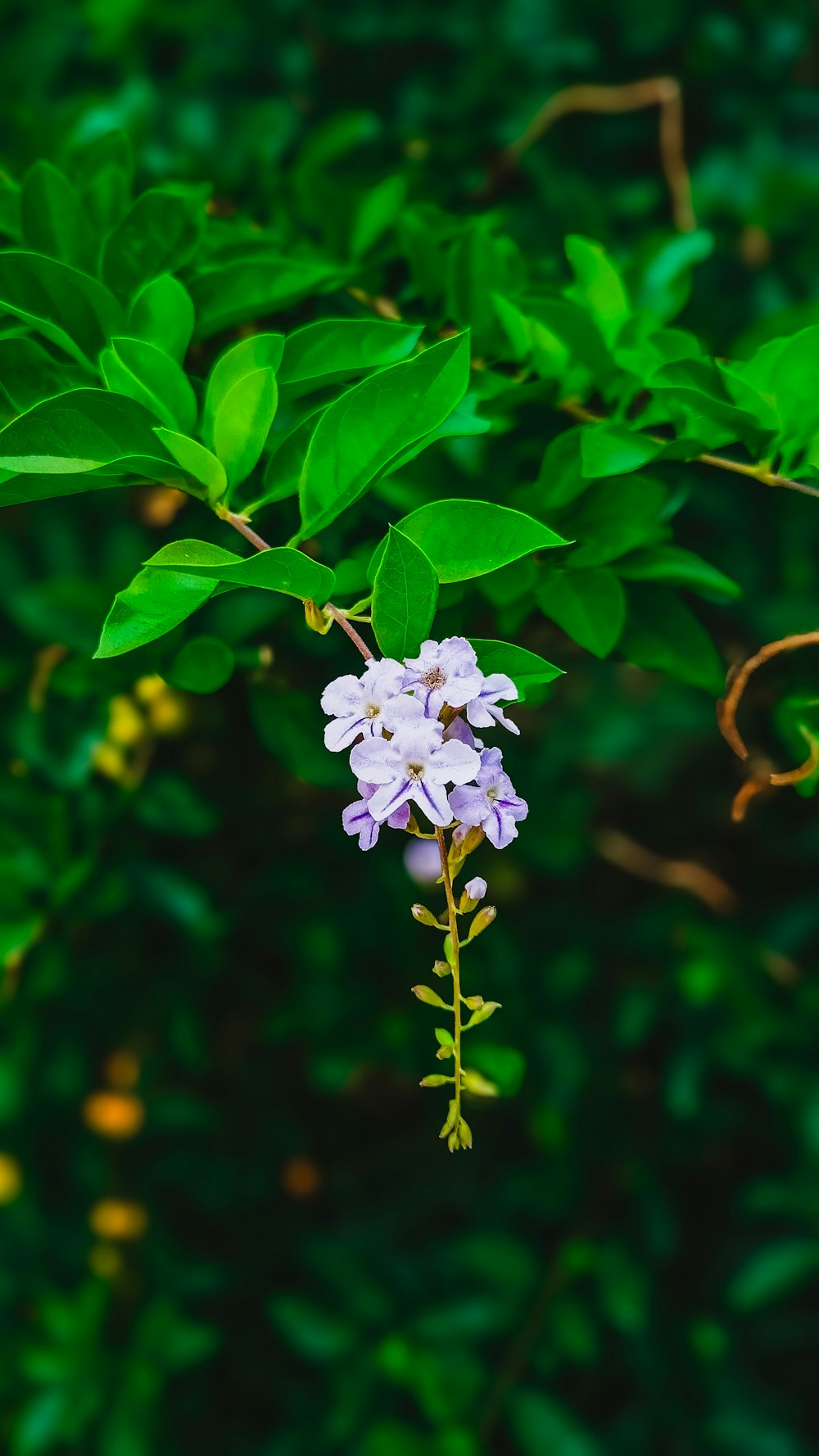 eine weiße und violette Blume mit grünen Blättern