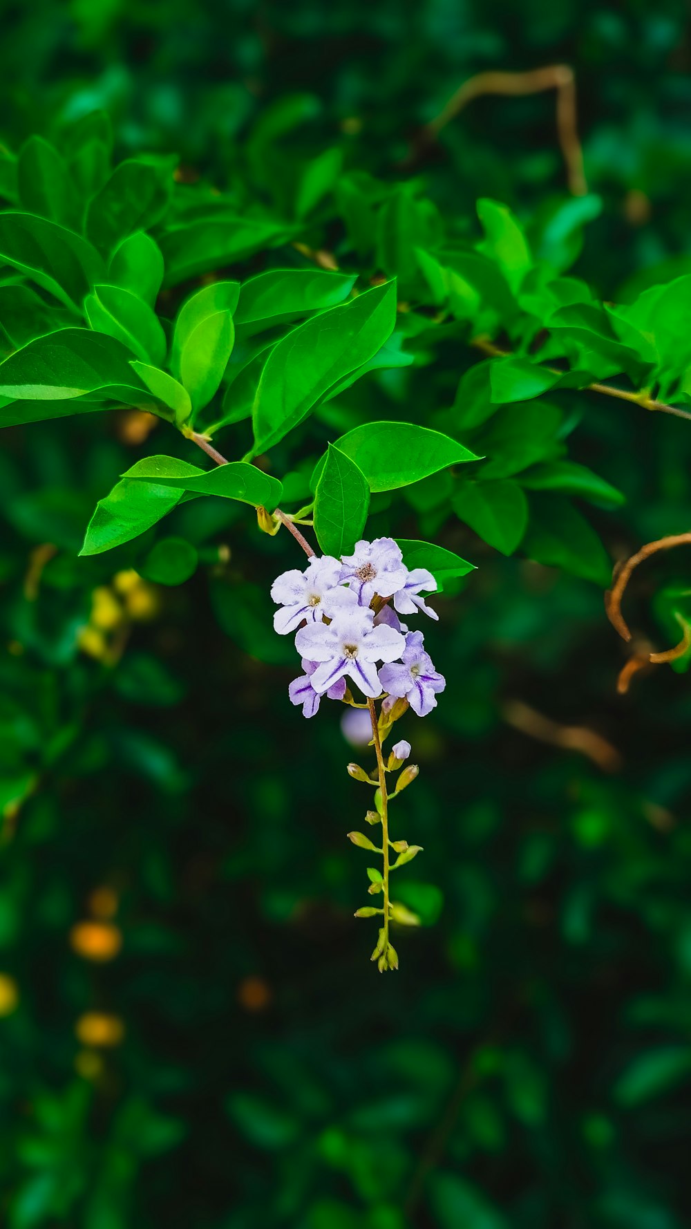 a white and purple flower with green leaves