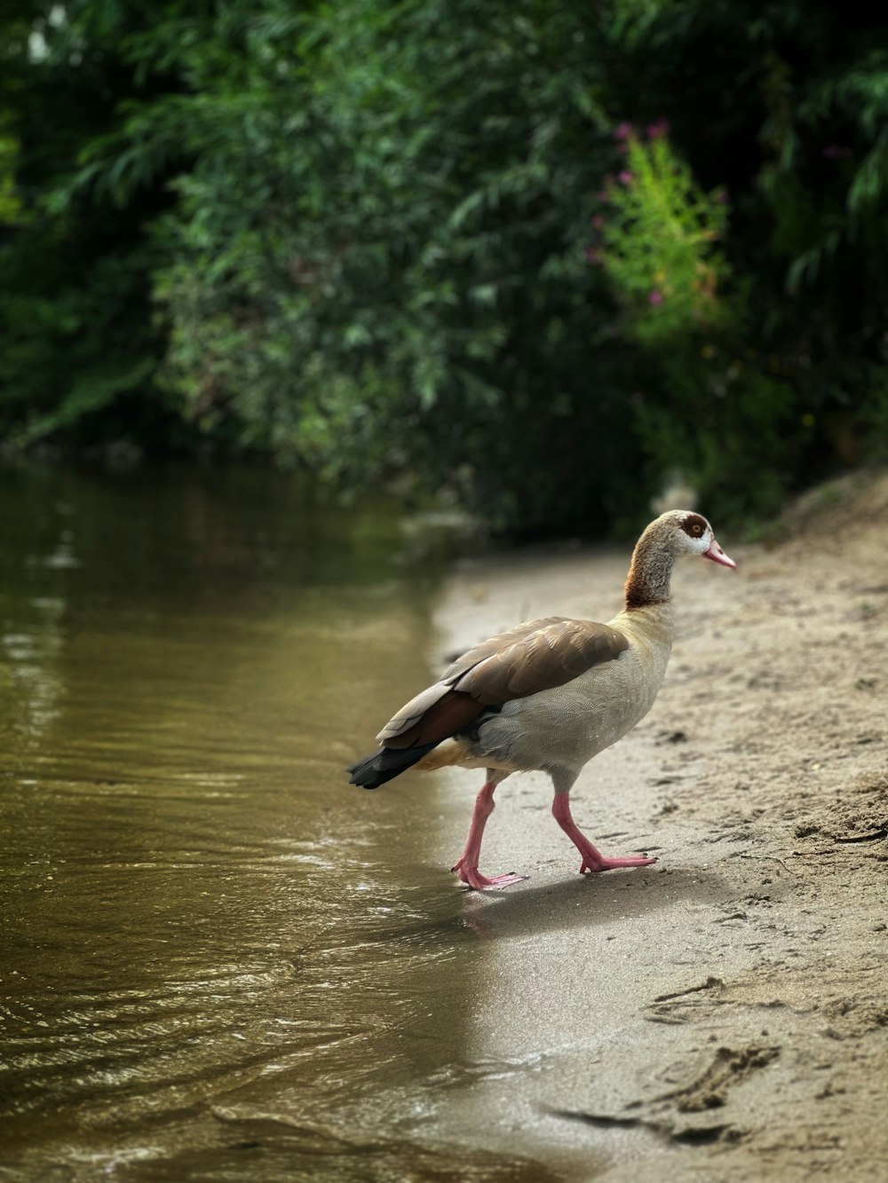 a duck is walking along the shore of a river