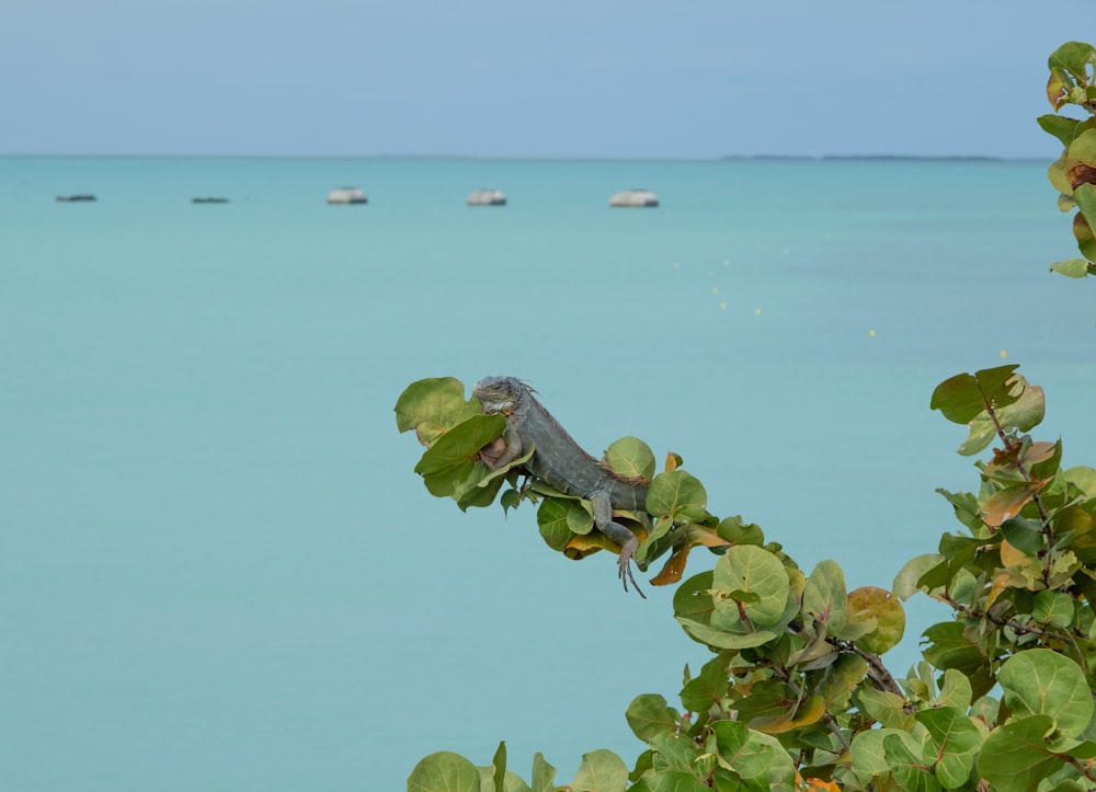 a lizard on a tree branch in front of a body of water