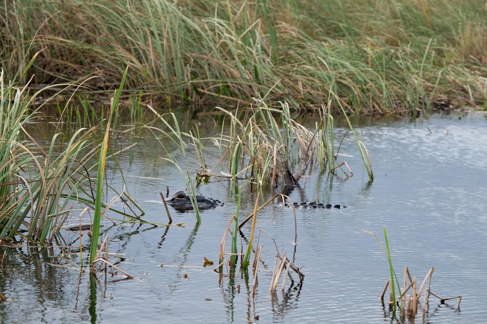 a couple of birds swimming in a body of water