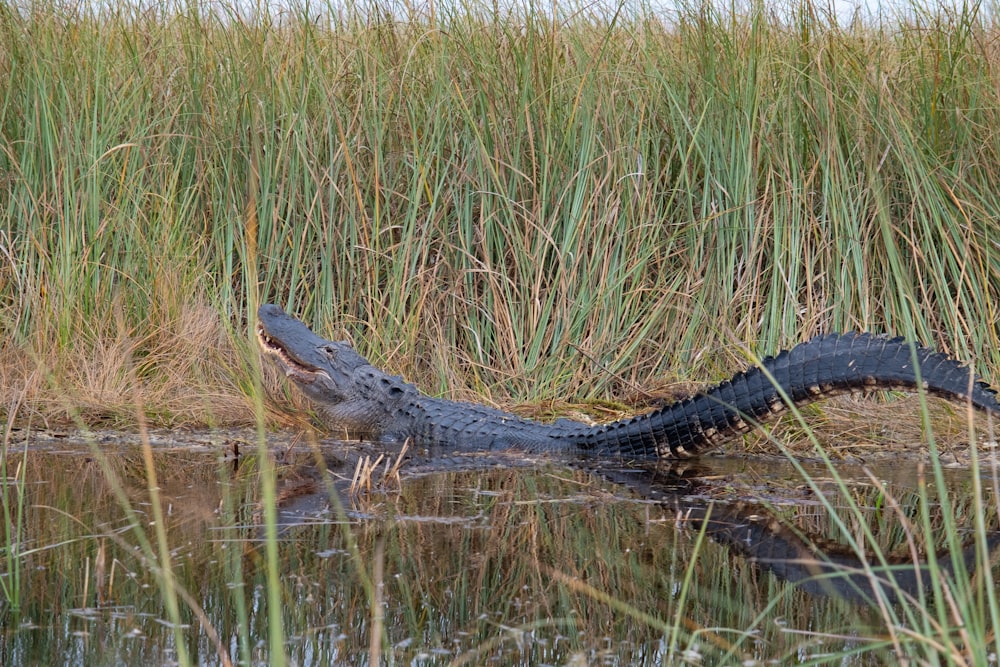 a large alligator laying in a body of water