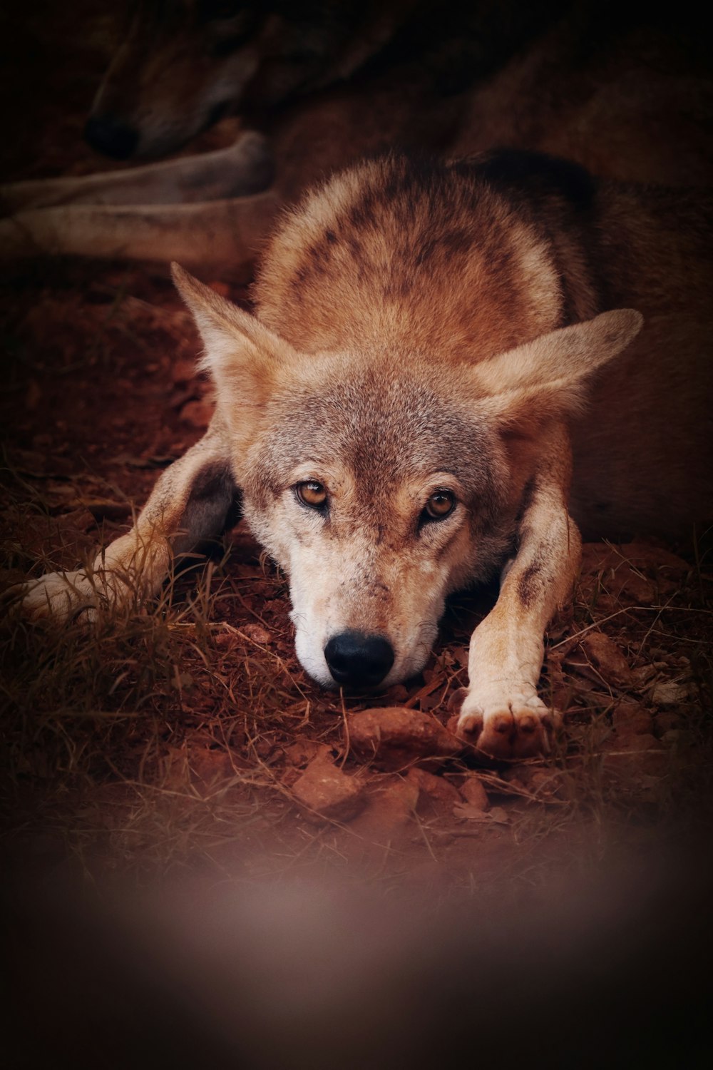 a wolf laying on the ground looking at the camera