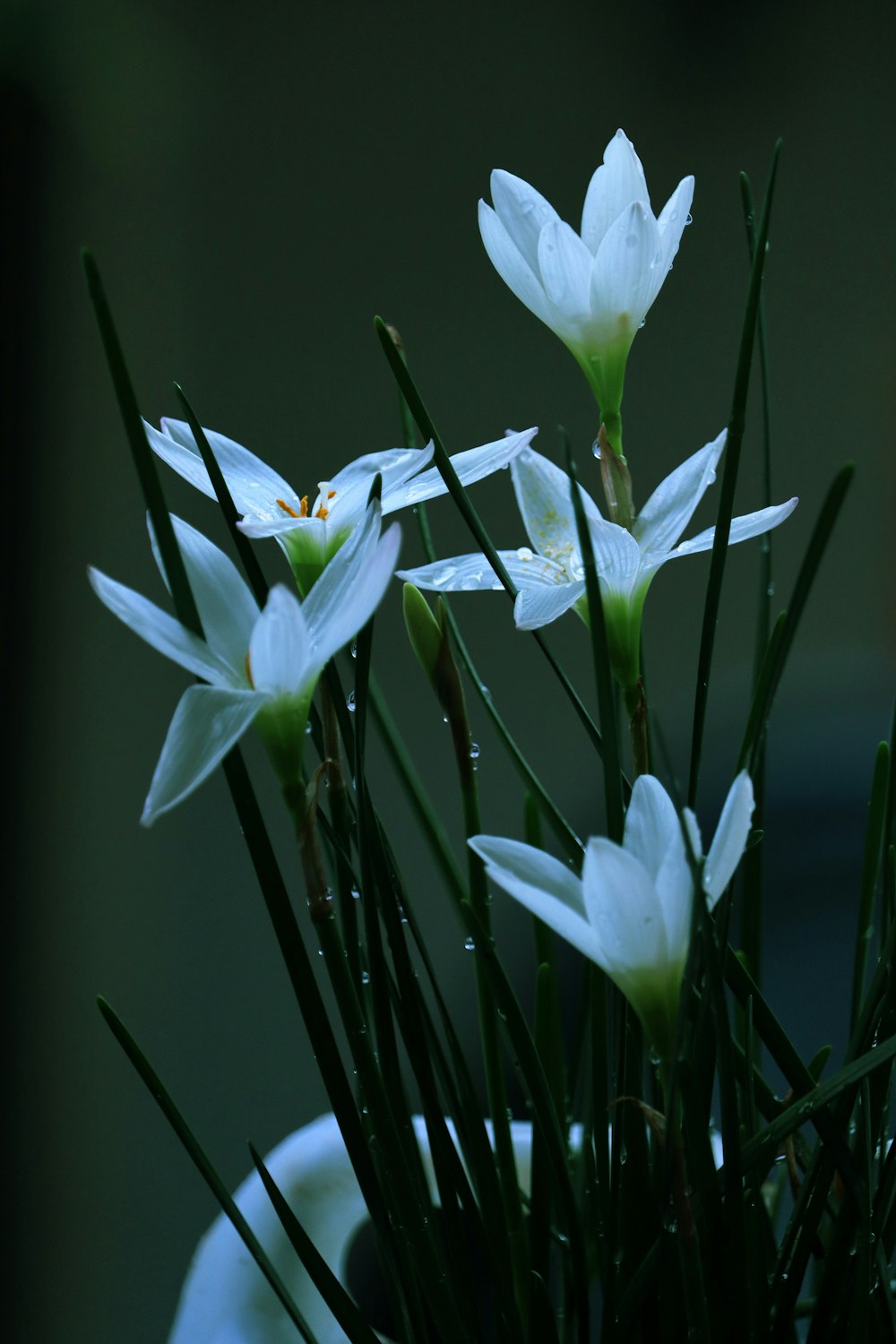 a bunch of white flowers in a vase