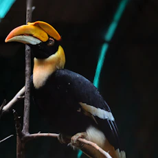 a colorful bird perched on a tree branch