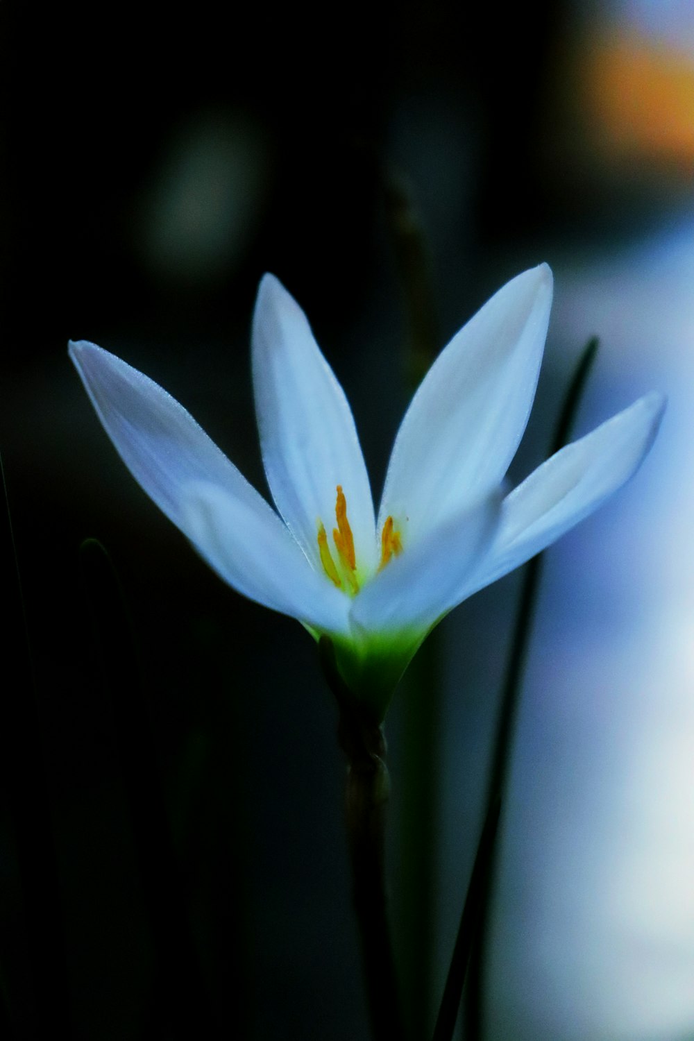 a close up of a flower with a blurry background