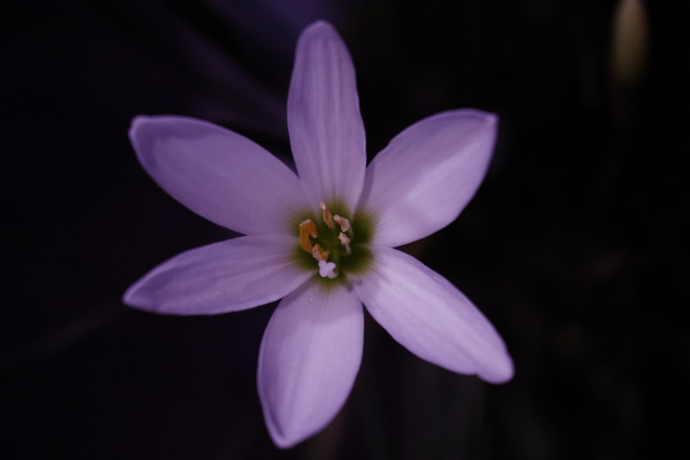 a close up of a purple flower on a black background