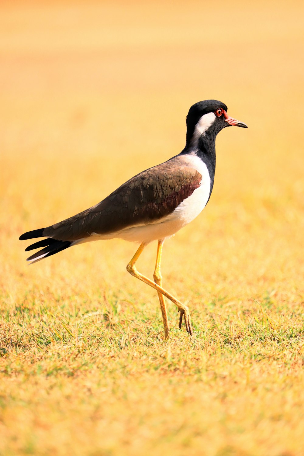 a black and white bird walking across a grass covered field