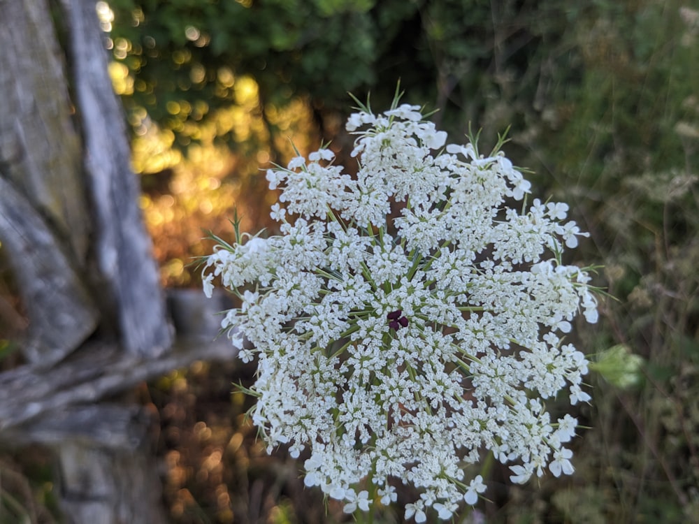 um close up de uma flor branca em um campo