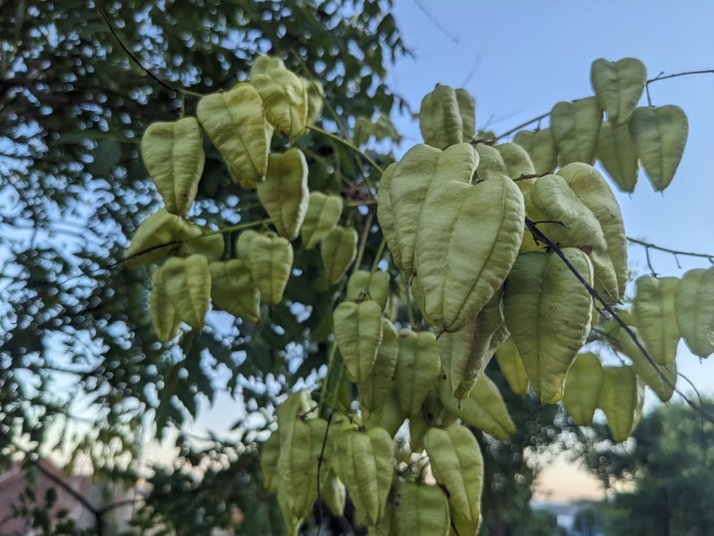 a close up of a tree with leaves