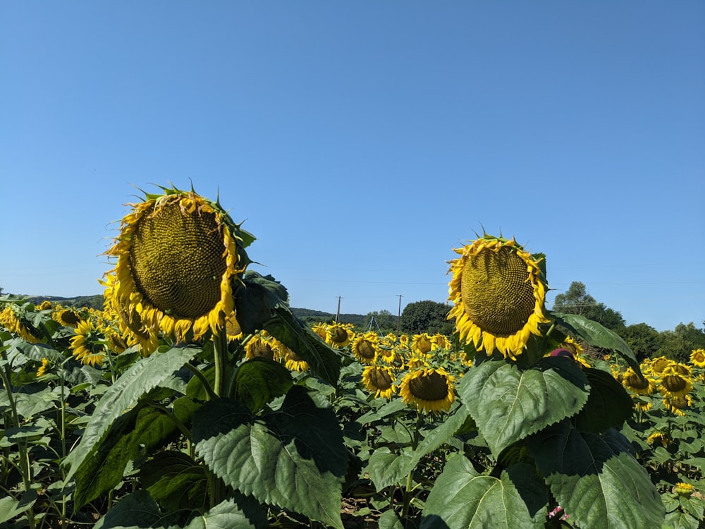 a field of sunflowers with a blue sky in the background