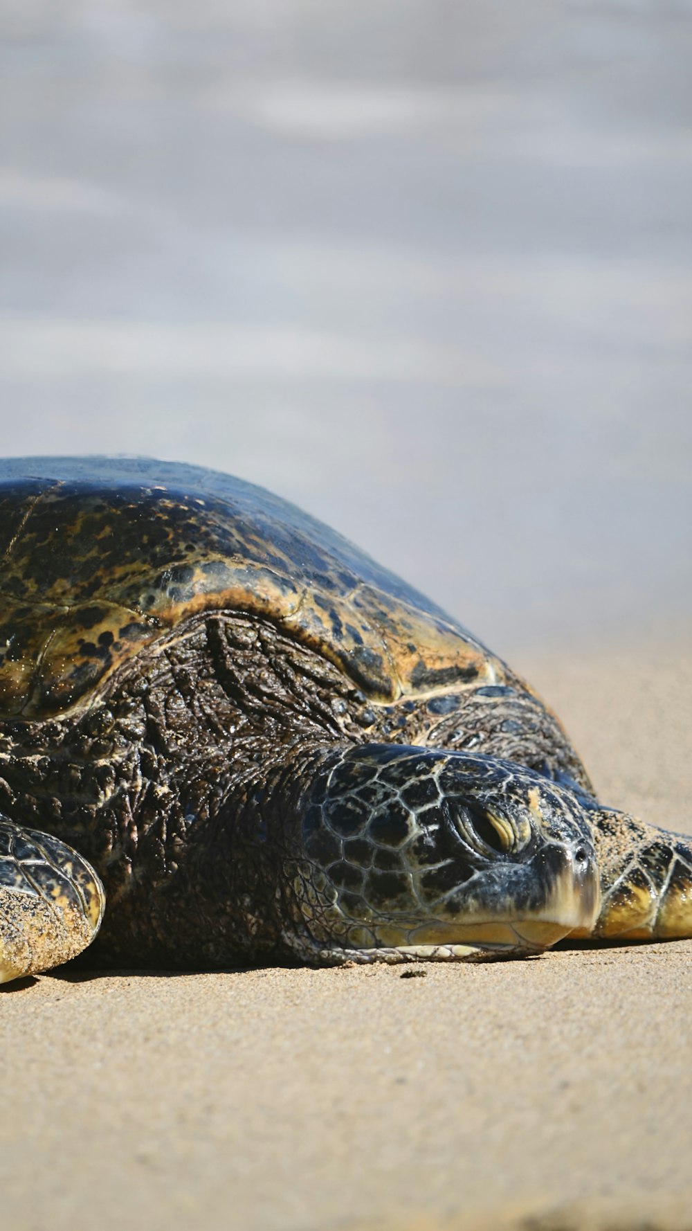 a large turtle laying on top of a sandy beach