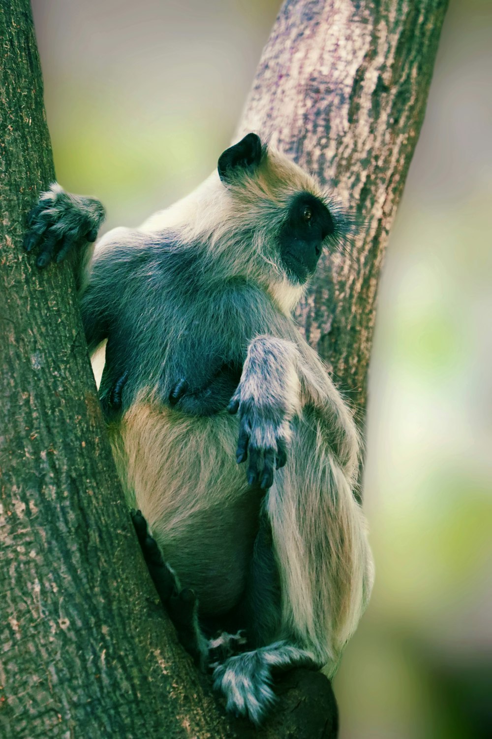 a monkey is sitting in a tree and looking up