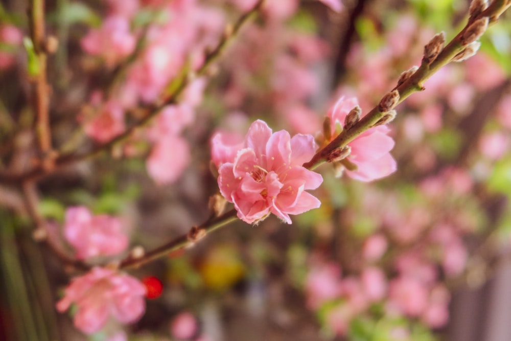 a close up of a tree with pink flowers