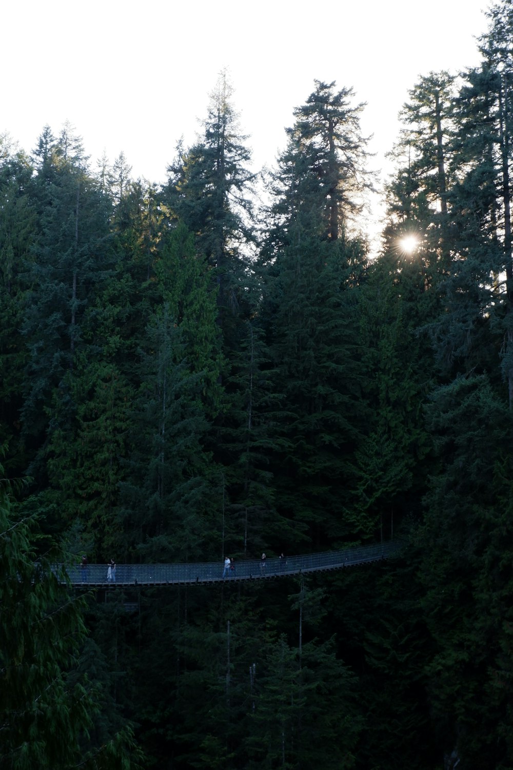 a suspension bridge in the middle of a forest