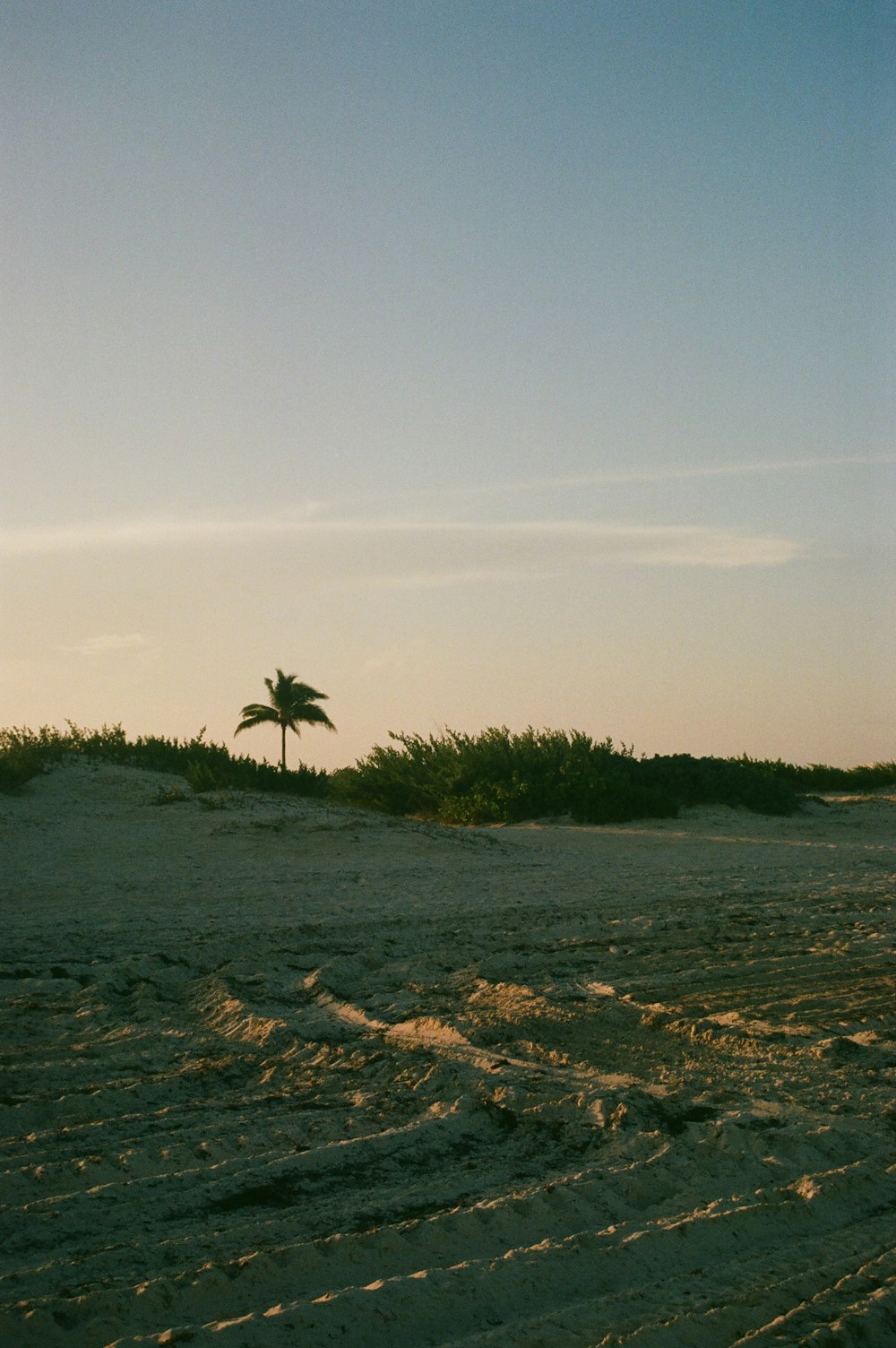 a lone palm tree on a sandy beach