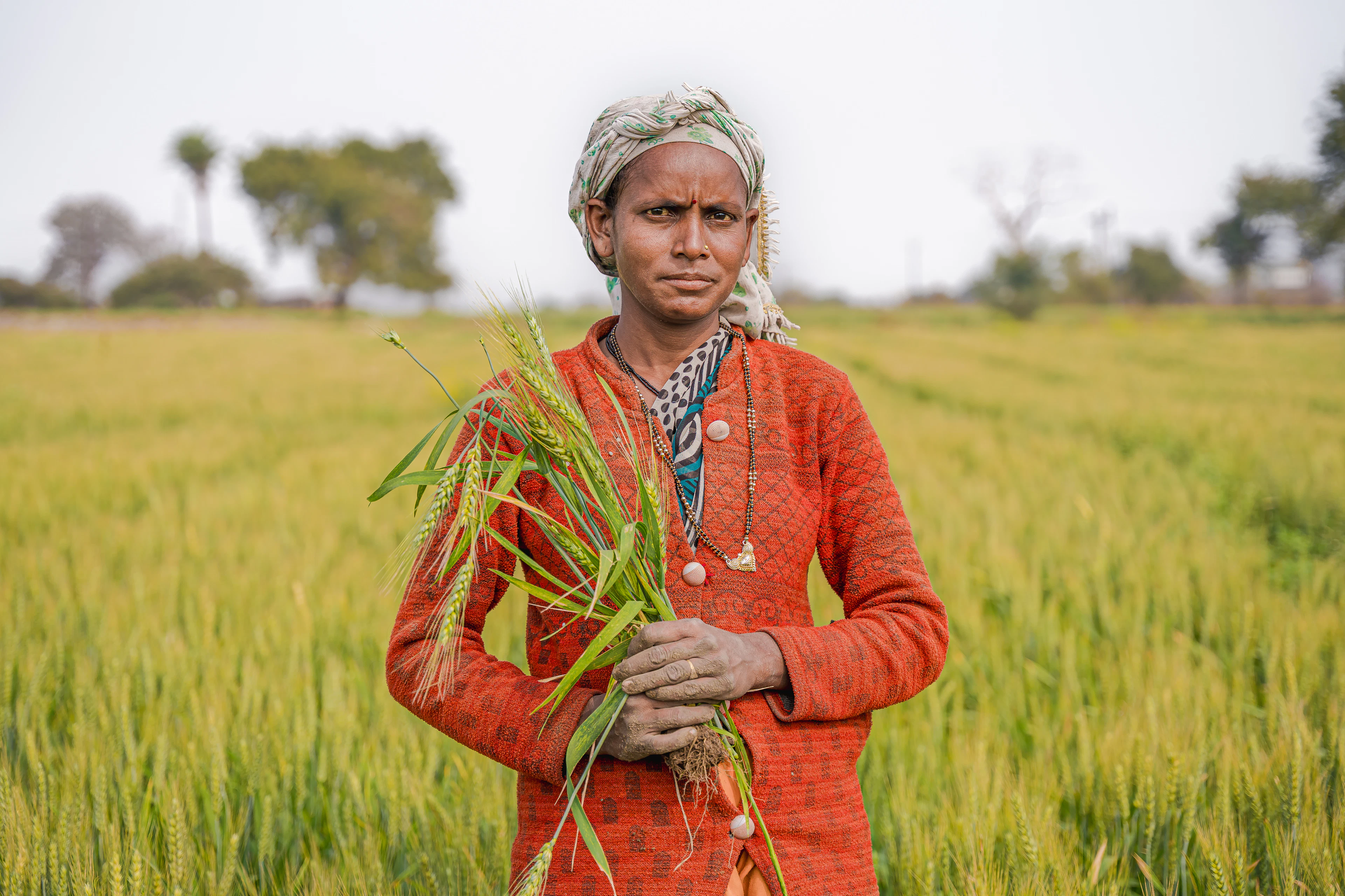 A farmer holding freshly harvested paddy in a green field