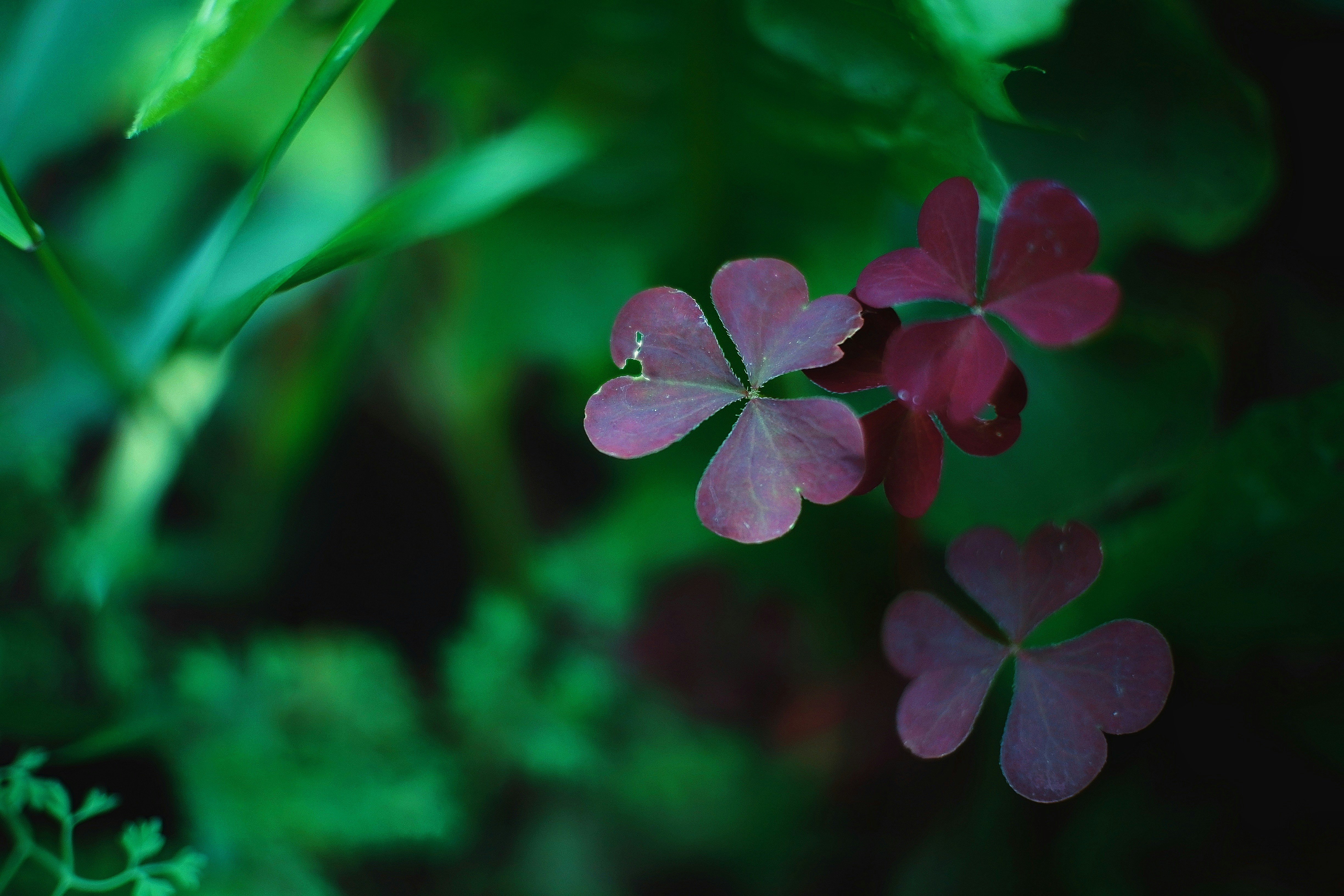 a close up of a plant with red flowers