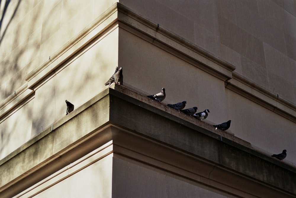 a flock of birds sitting on the ledge of a building
