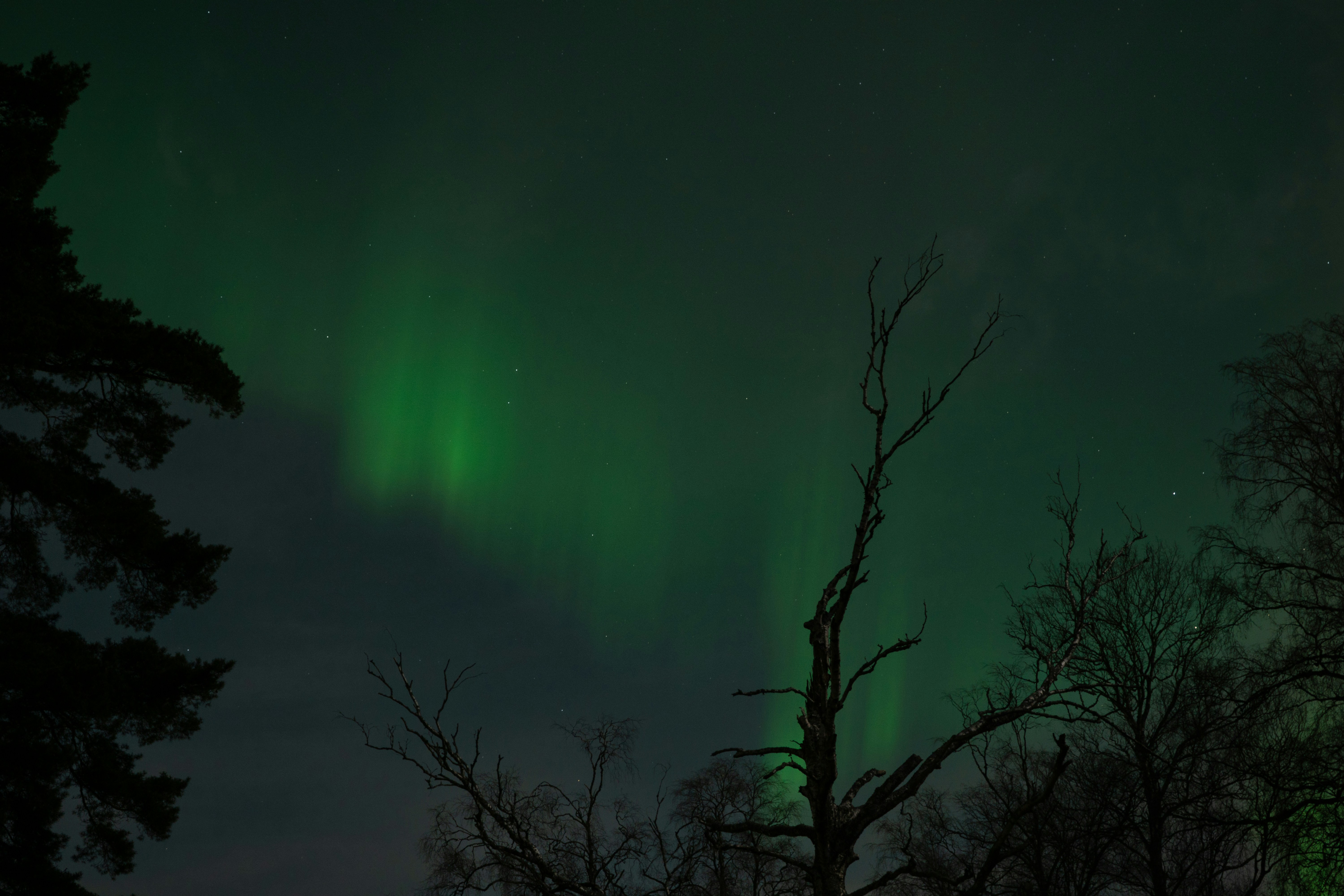 un cielo verde e nero con alcuni alberi
