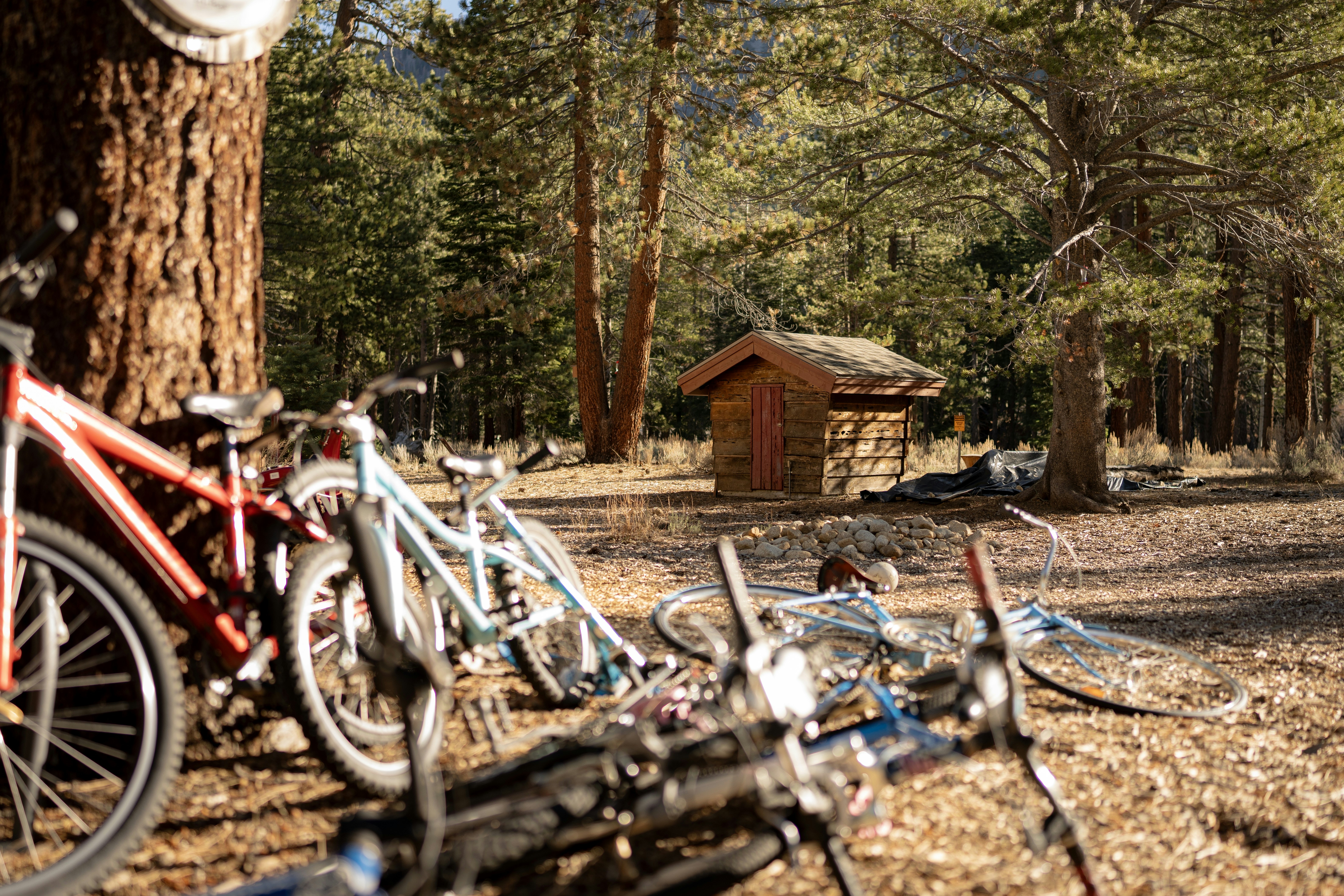 a group of bikes parked next to a tree