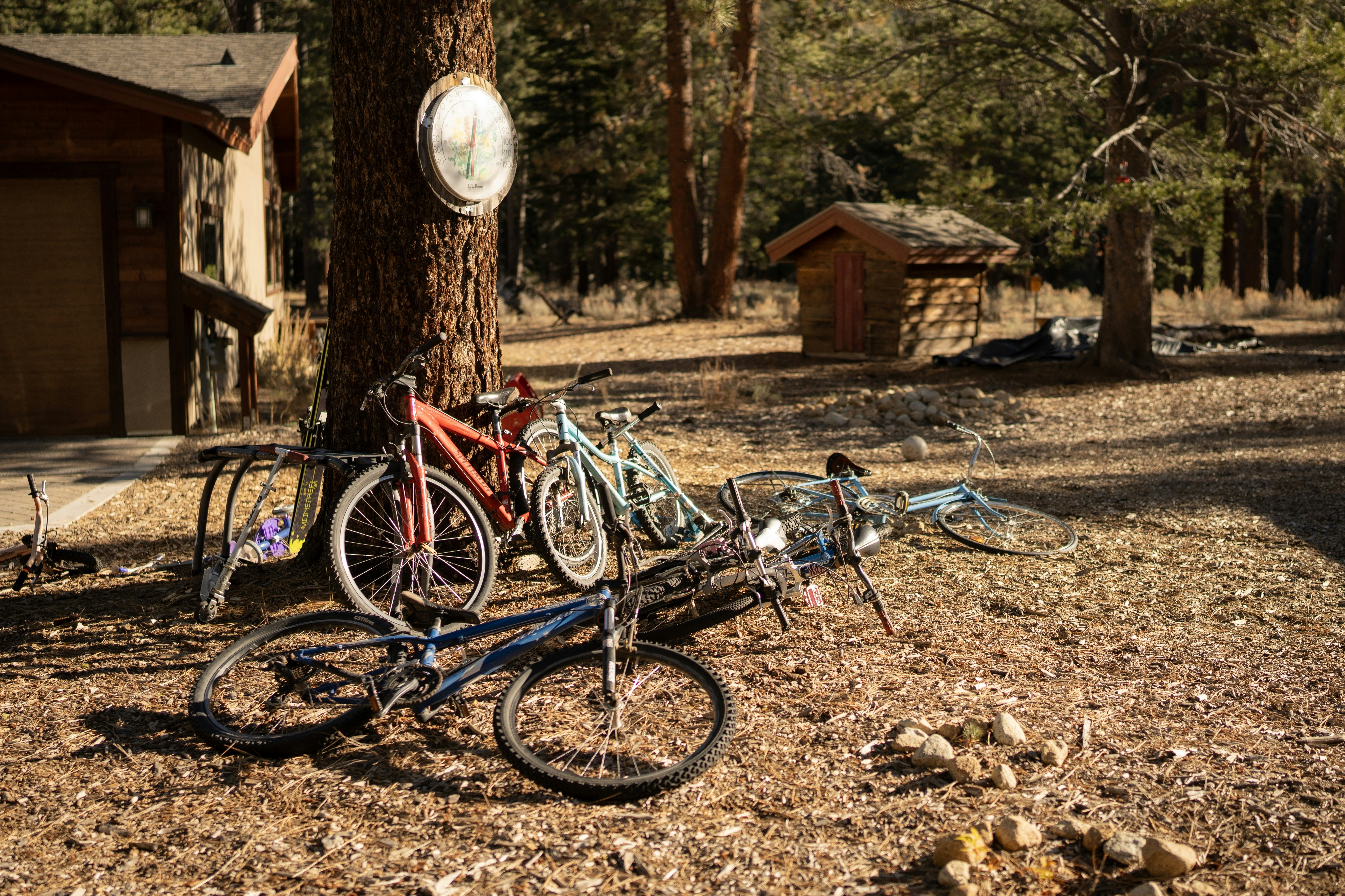 a bunch of bikes parked next to a tree
