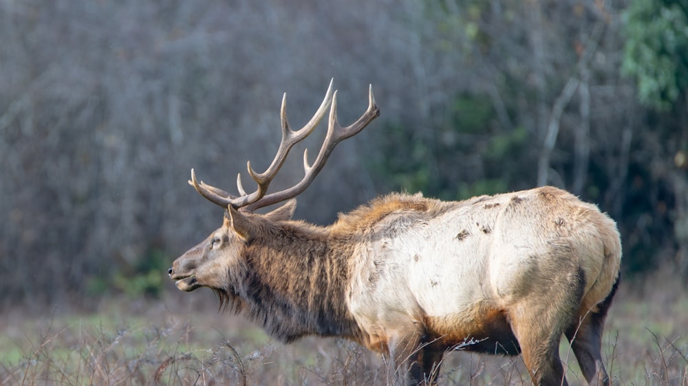 a large elk standing in a field with trees in the background