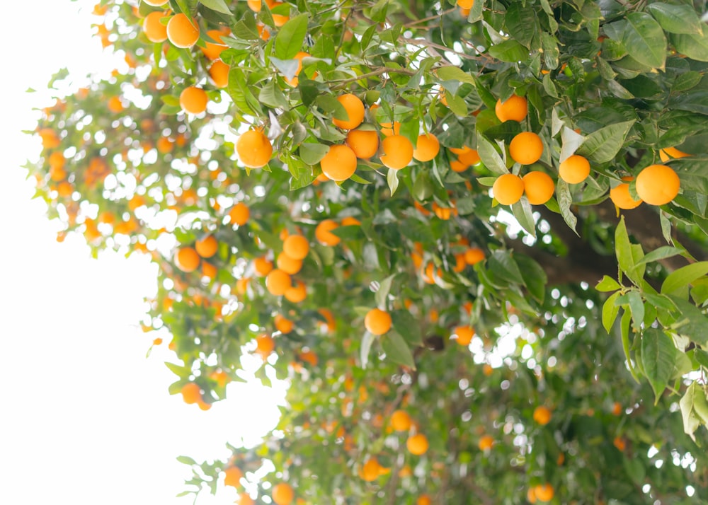 a tree filled with lots of ripe oranges