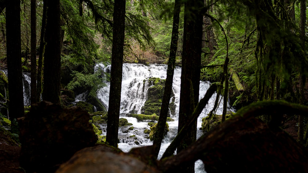 a waterfall in the middle of a forest