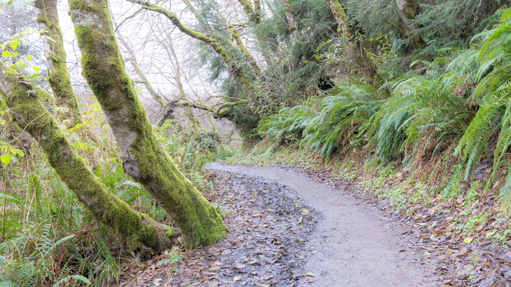 a trail in the woods with lots of trees