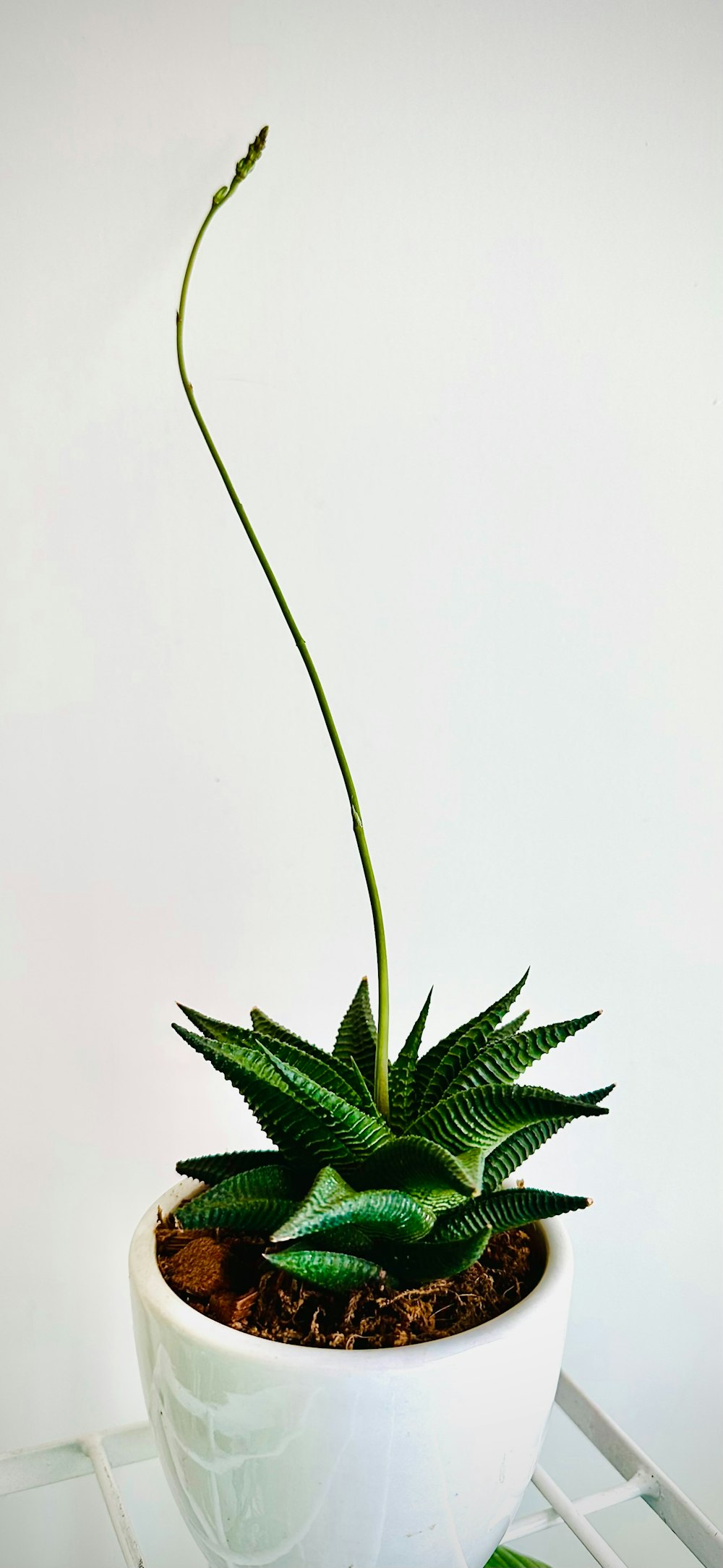 a green plant in a white pot on a shelf