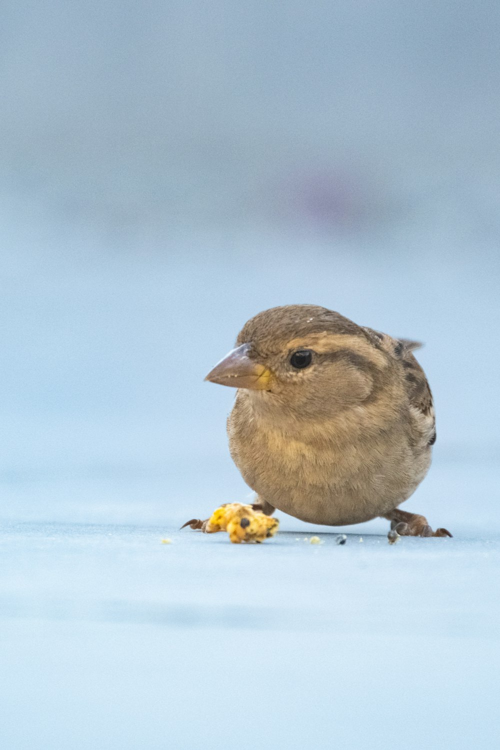 a small bird eating food off of the ground