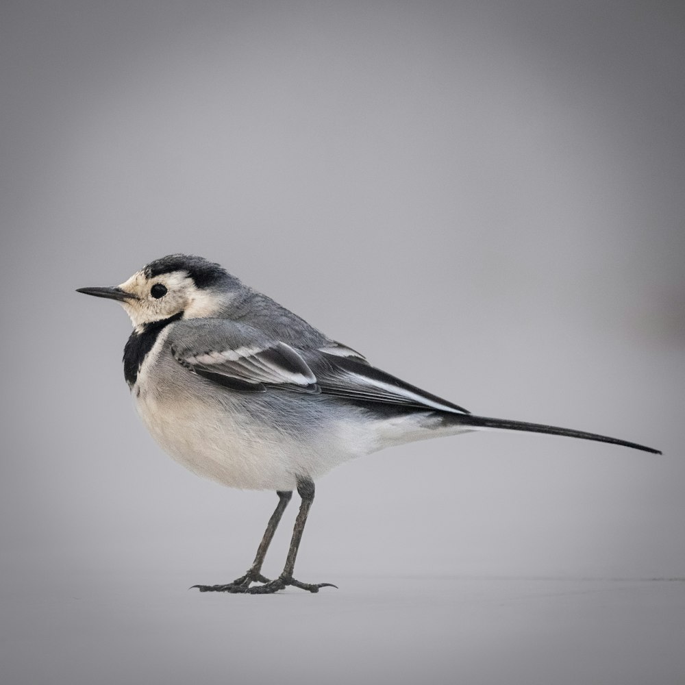 a small bird standing on top of a white floor