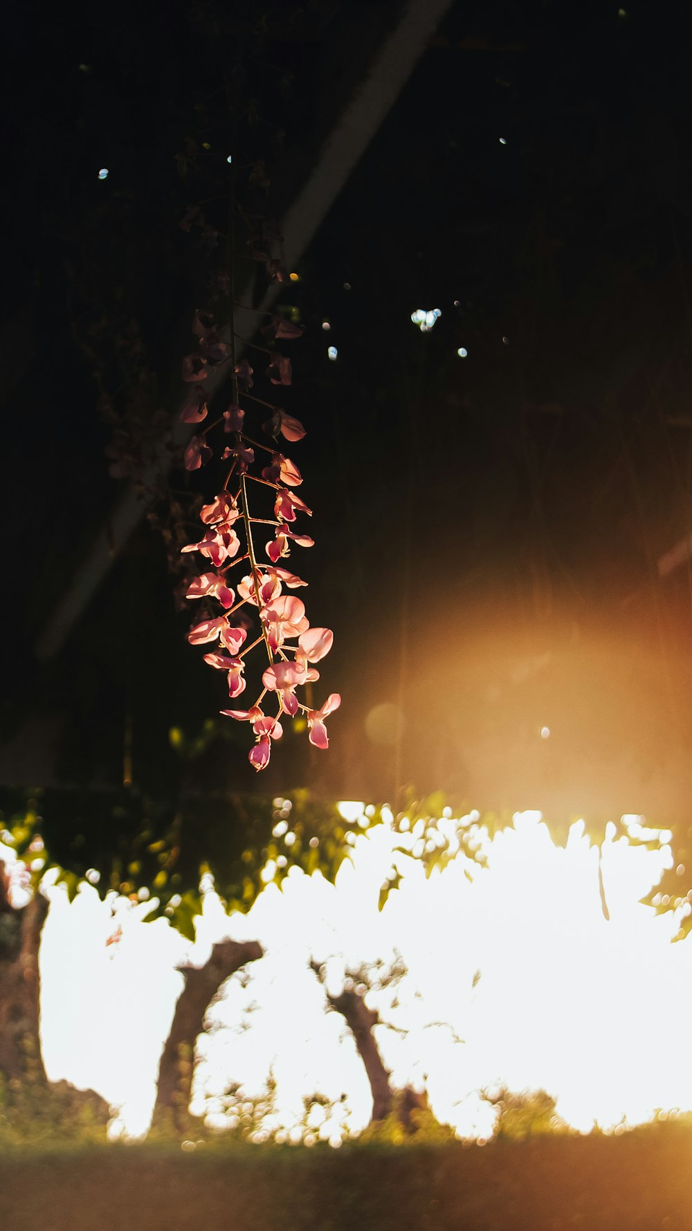 a bunch of flowers that are hanging from a tree