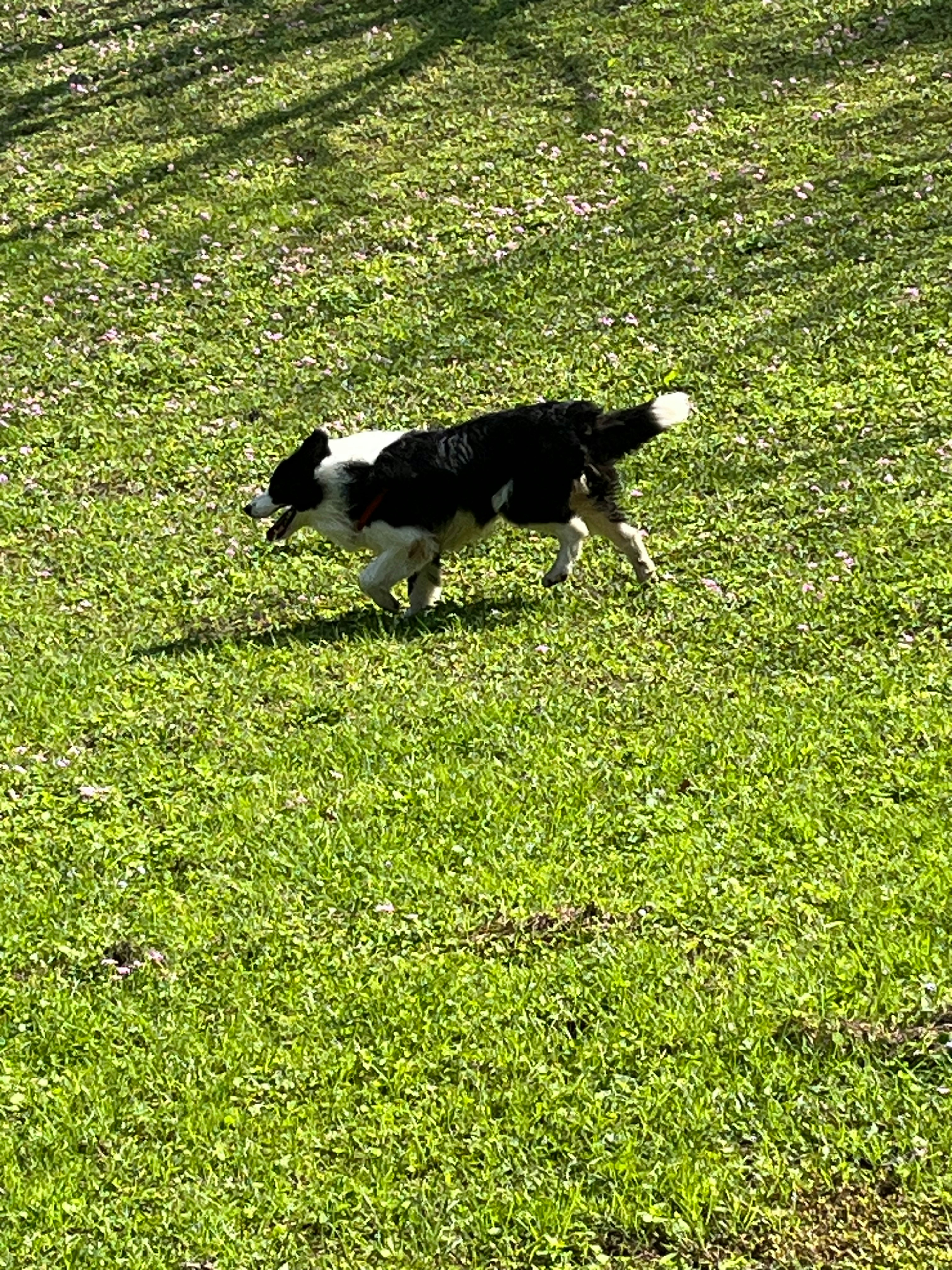 Energetic border collie named Storm running through a field