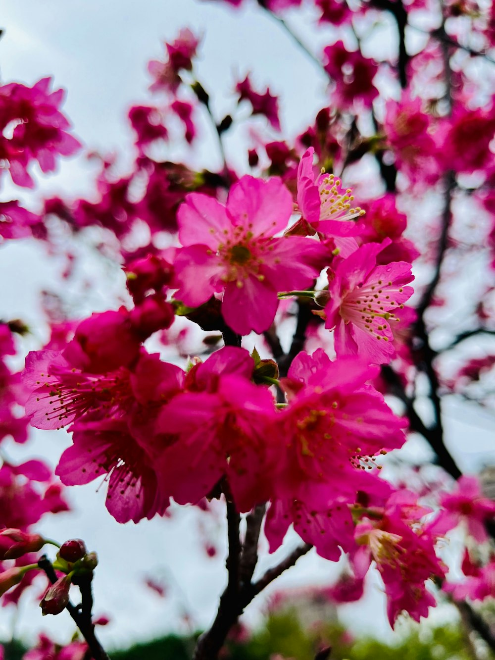 pink flowers are blooming on a tree