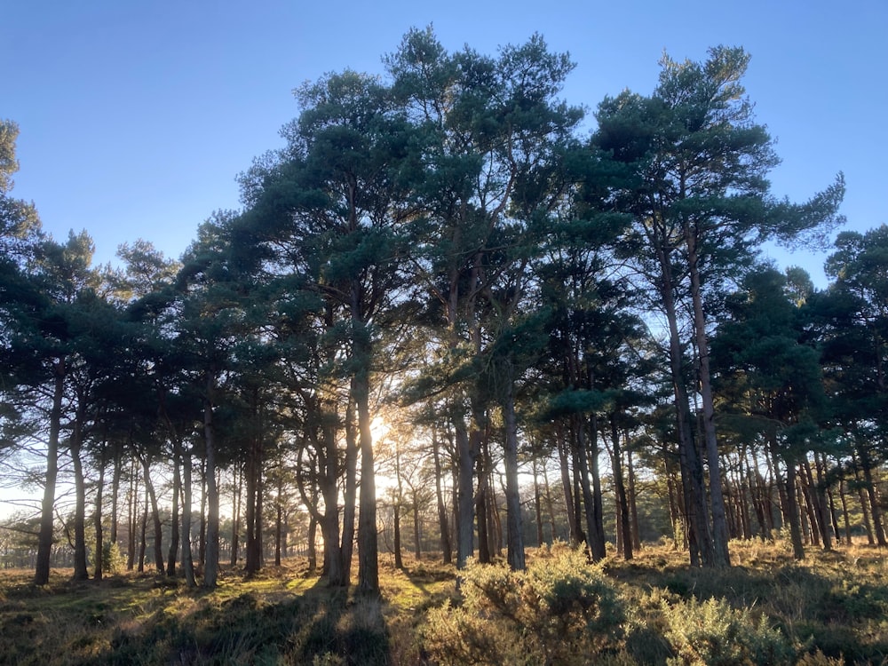 the sun is shining through the trees in the forest