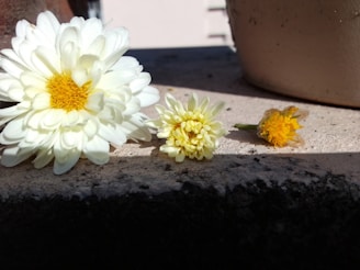two white and yellow flowers sitting next to each other