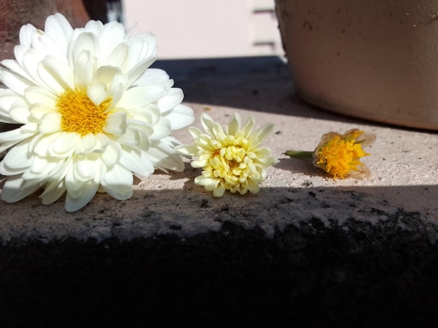 two white and yellow flowers sitting next to each other