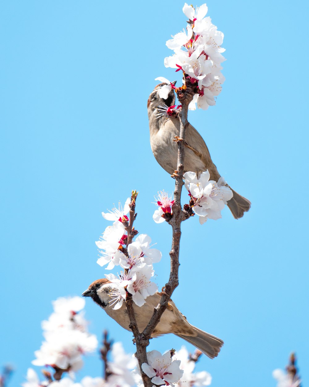two birds sitting on a branch of a cherry blossom tree