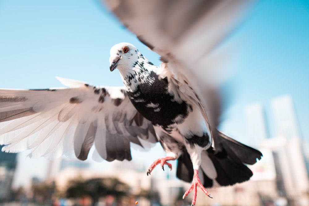 a white and black bird is flying in the air