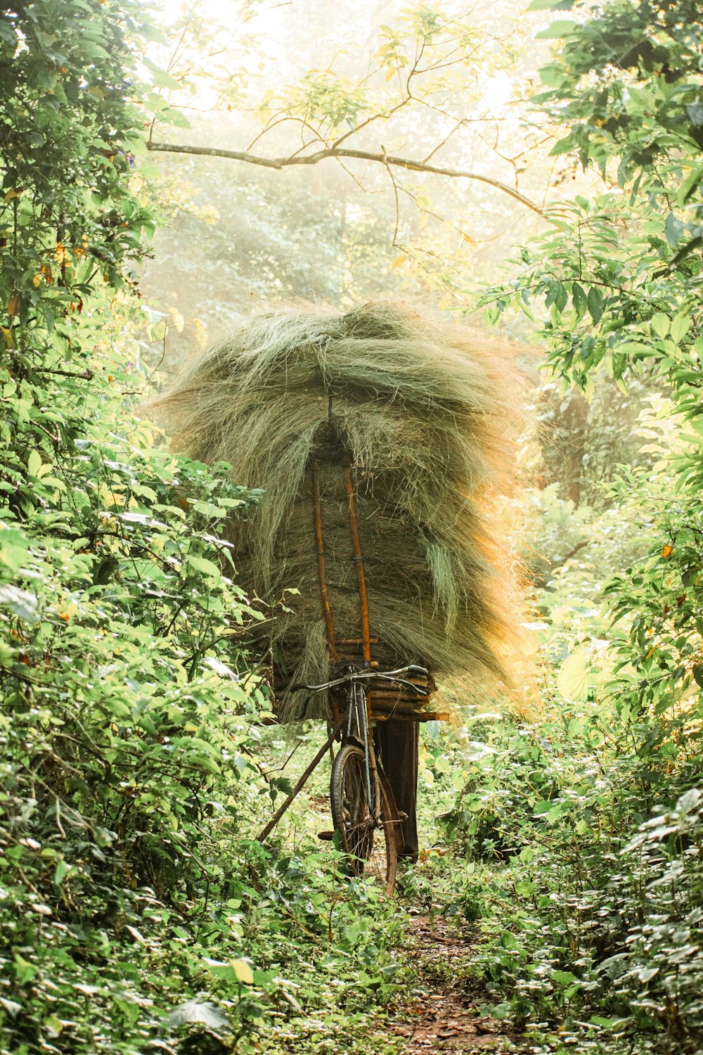 a horse drawn carriage in the middle of a forest